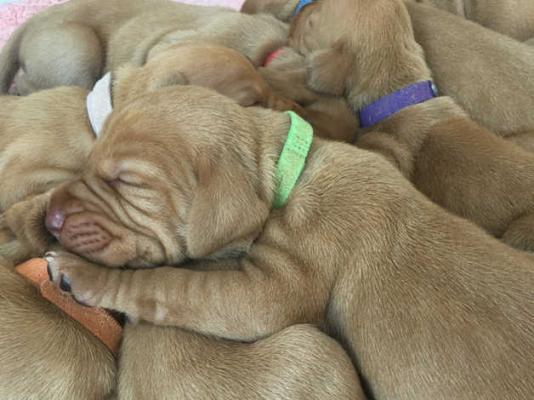 Stunning litter of Vizsla Kc registered pups